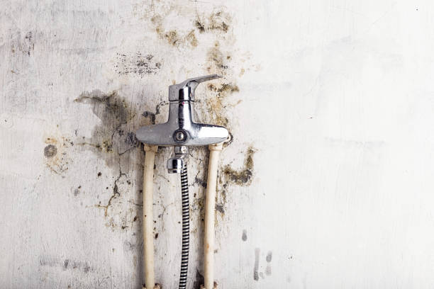 Best Post-Flood Mold Remediation in Big Lake, MN