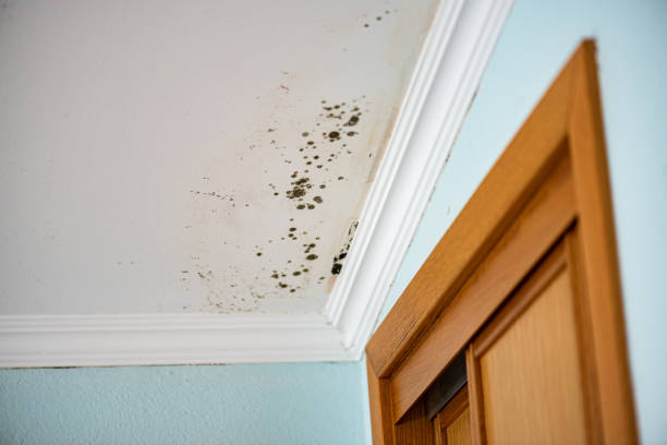 Best Black Mold Remediation in Big Lake, MN