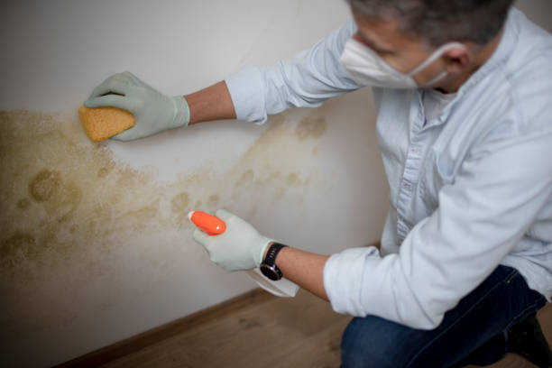 Best Basement Mold Remediation in Big Lake, MN