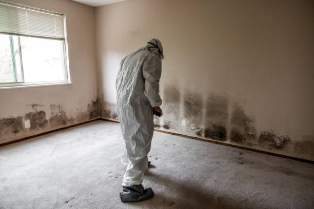 Best Bathroom Mold Remediation in Big Lake, MN