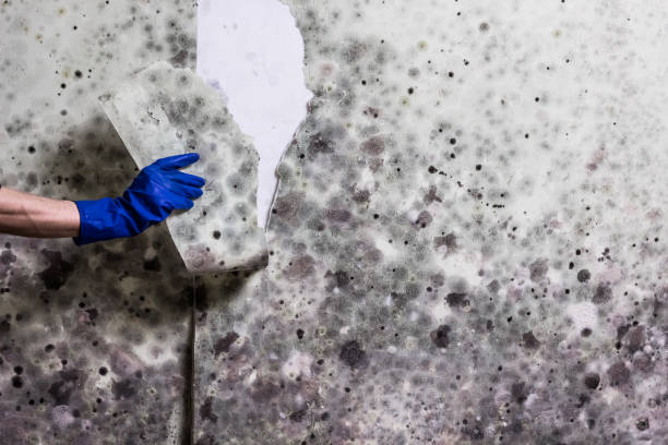 Best Health and Safety Mold Remediation in Big Lake, MN